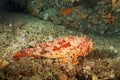 The red scorpionfish Scorpaena scrofa Royalty Free Stock Photo